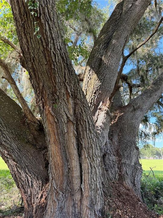 For Sale: $59,900 (1.14 acres)