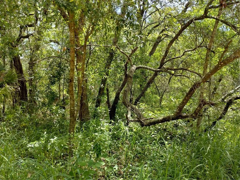For Sale: $25,000 (0.27 acres)