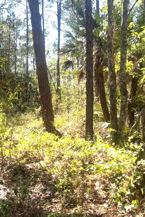 待售: $279,500 (3.01 acres)