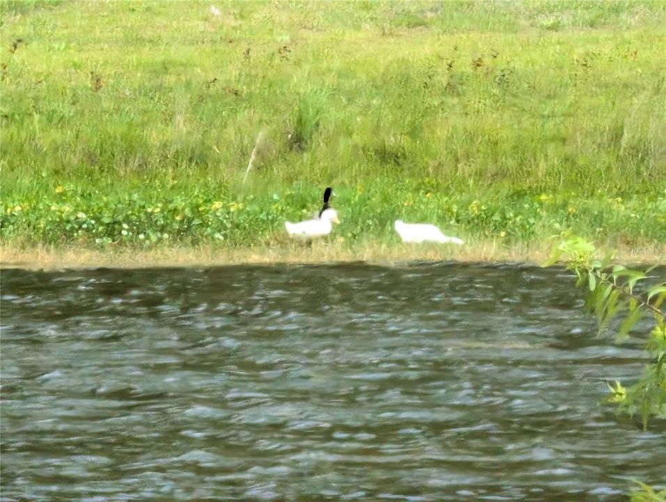 Activo con contrato: $234,900 (3 camas, 2 baños, 1393 Pies cuadrados)