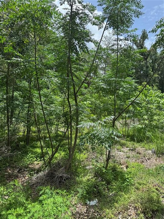 Vendido Recientemente: $15,000 (0.31 acres)