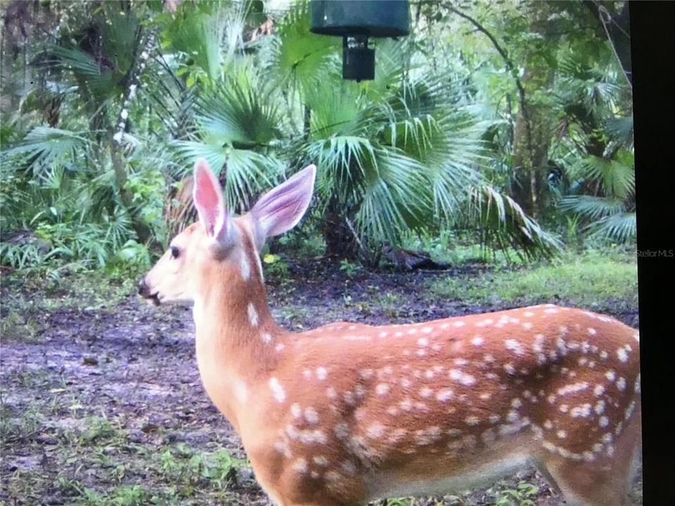 На продажу: $359,900 (3 спален, 2 ванн, 1352 Квадратных фут)