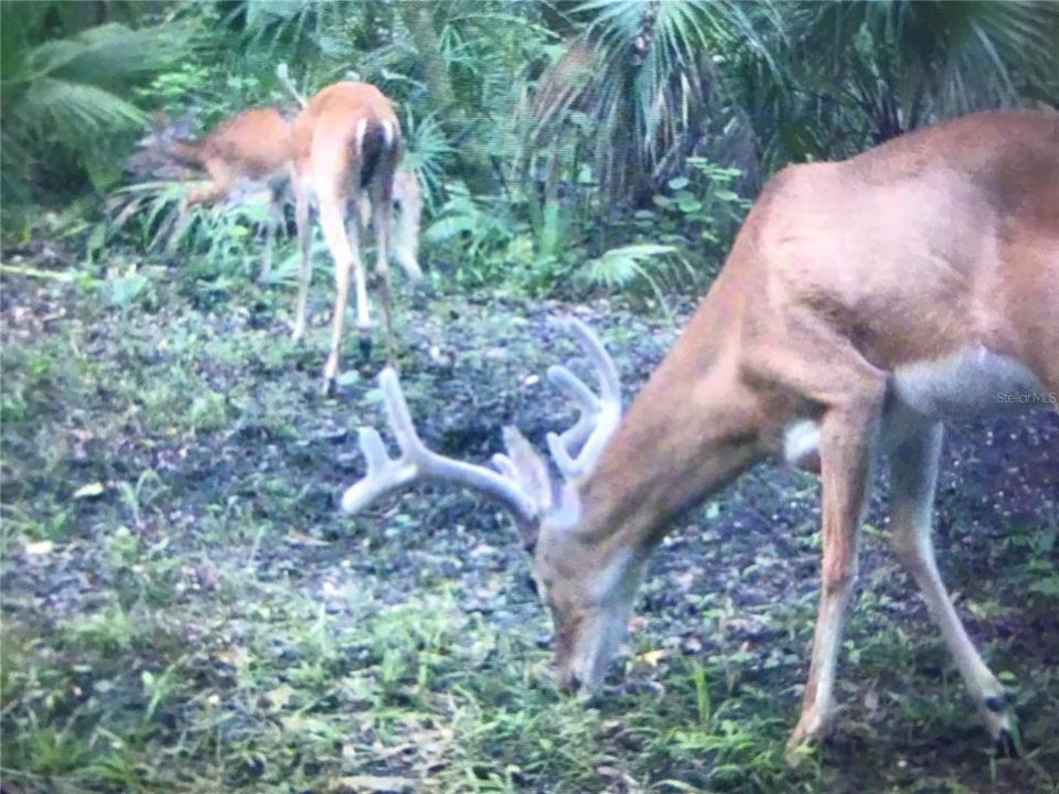 На продажу: $359,900 (3 спален, 2 ванн, 1352 Квадратных фут)