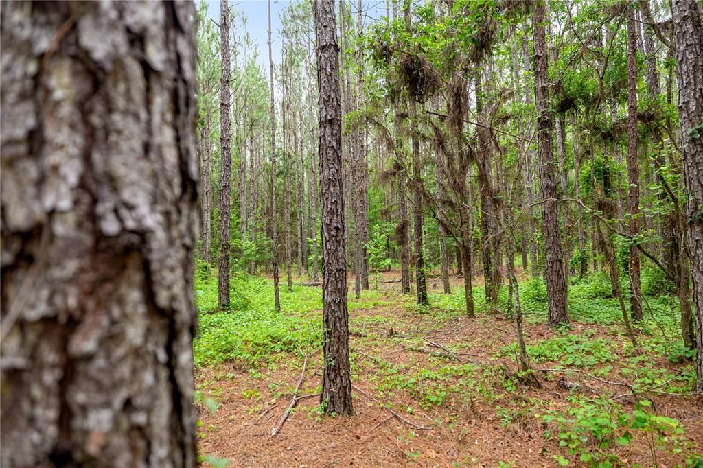 Active With Contract: $495,000 (55.00 acres)