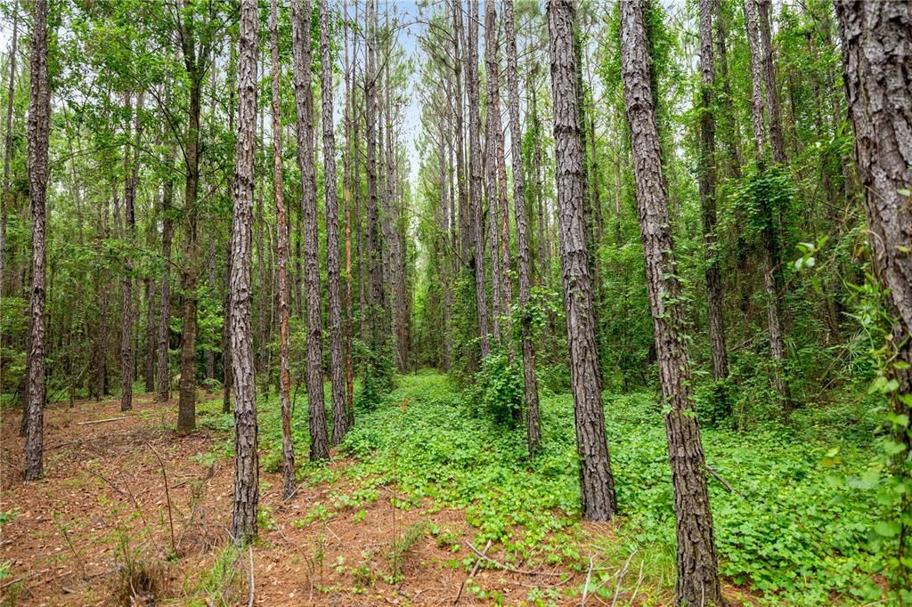 Active With Contract: $495,000 (55.00 acres)