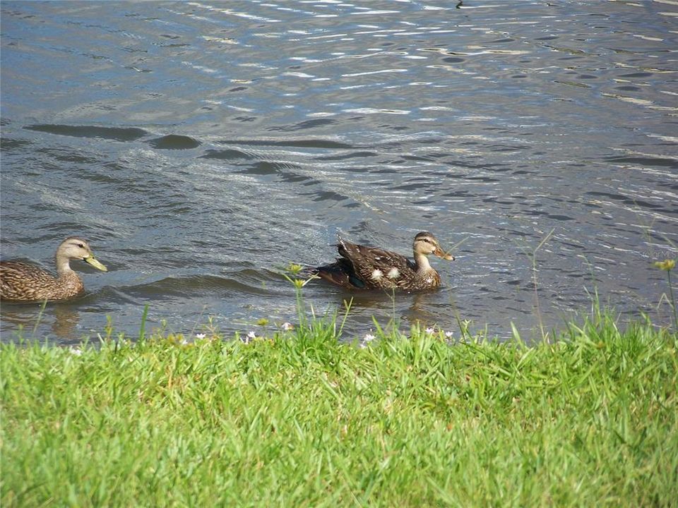 Под контрактом: $174,500 (2 спален, 2 ванн, 1340 Квадратных фут)