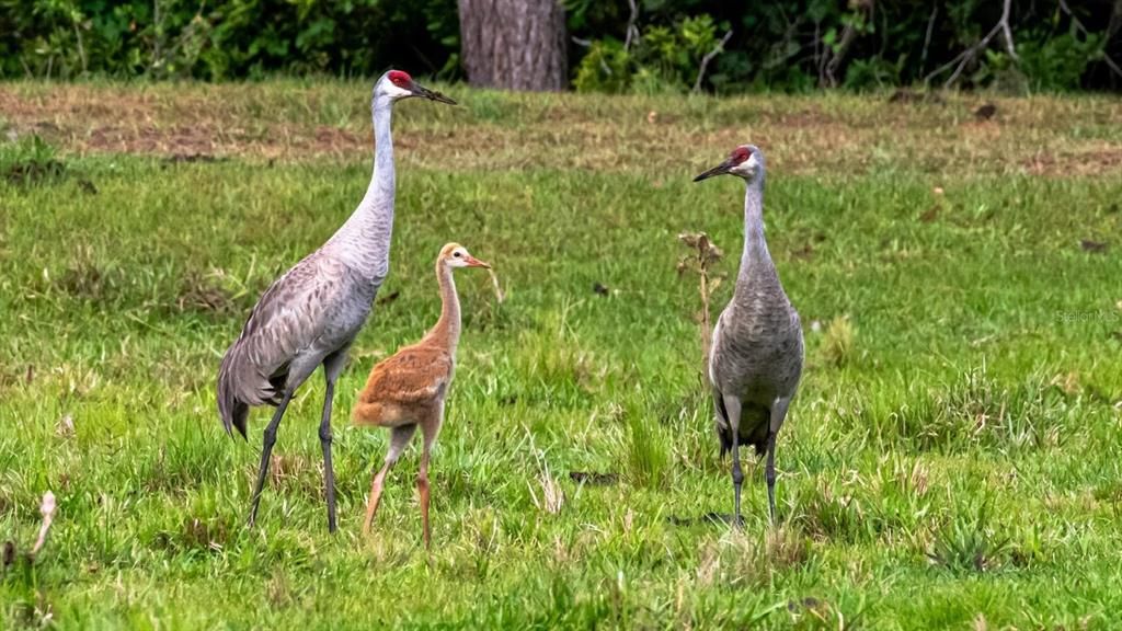 待售: $649,500 (3 贝兹, 2 浴室, 1921 平方英尺)