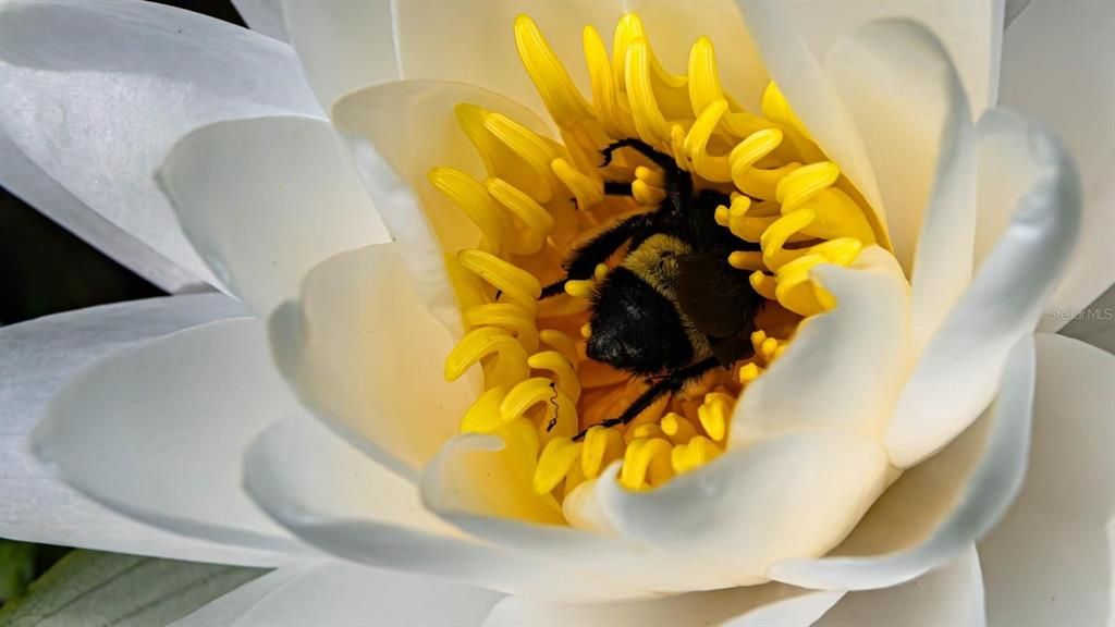 待售: $649,500 (3 贝兹, 2 浴室, 1921 平方英尺)