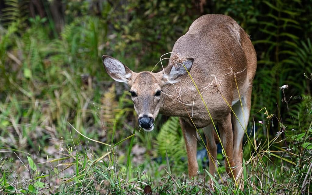 待售: $649,500 (3 贝兹, 2 浴室, 1921 平方英尺)