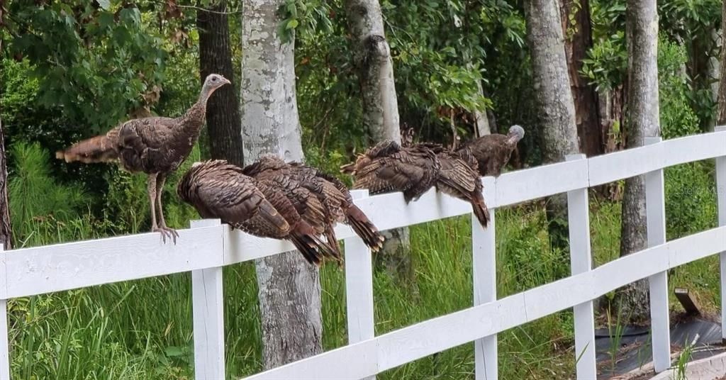 待售: $649,500 (3 贝兹, 2 浴室, 1921 平方英尺)