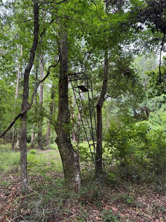 For Sale: $175,000 (6.90 acres)