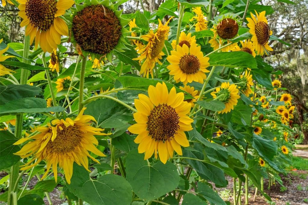 For Sale: $1,500,000 (8 beds, 4 baths, 4450 Square Feet)