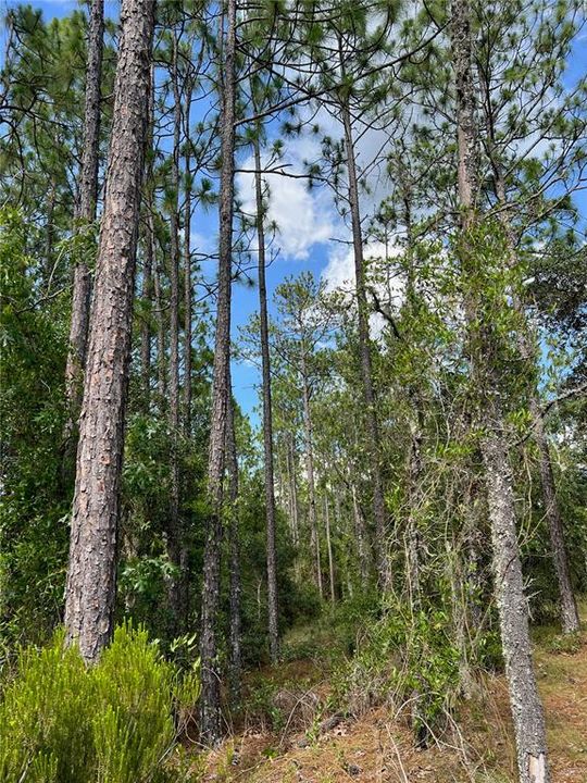 最近售出: $24,500 (1.00 acres)