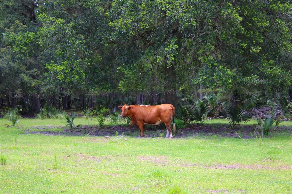 На продажу: $425,000 (6.28 acres)