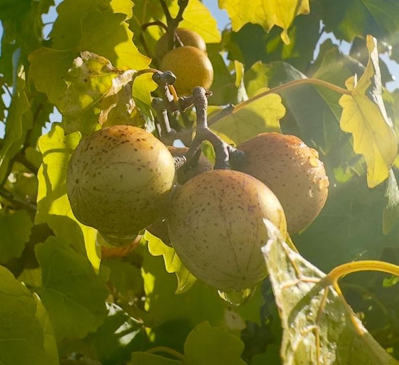 For Sale: $325,000 (3 beds, 2 baths, 924 Square Feet)