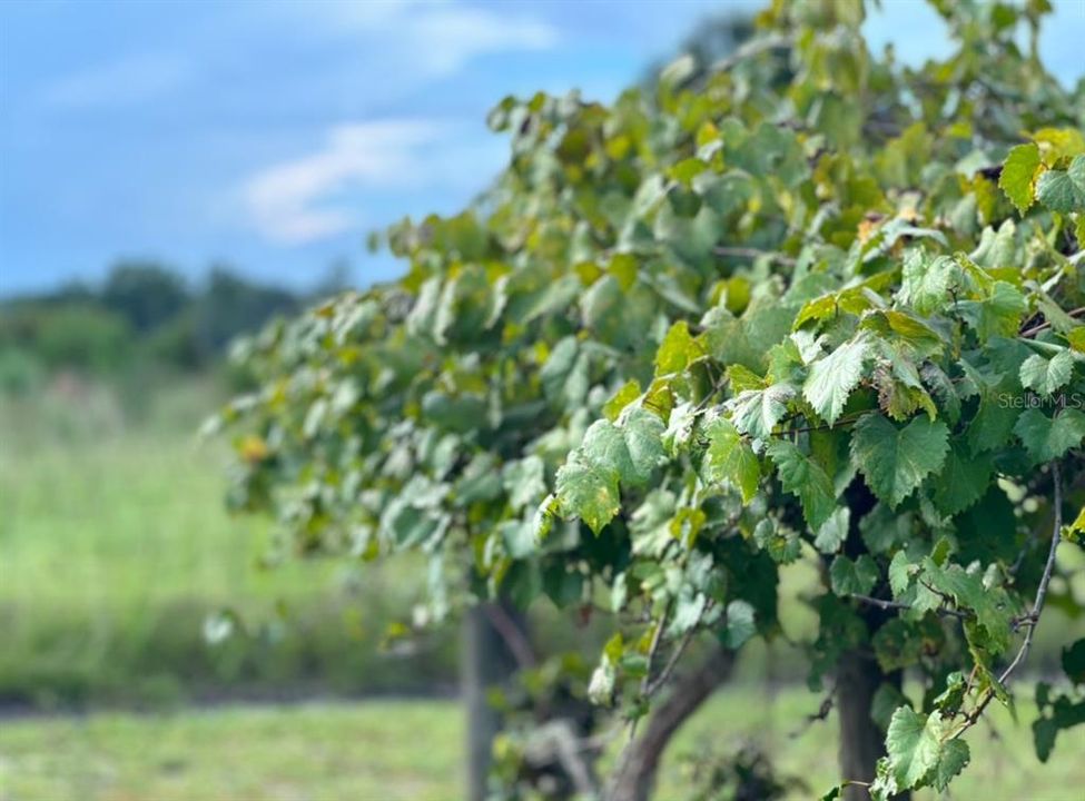 For Sale: $325,000 (3 beds, 2 baths, 924 Square Feet)