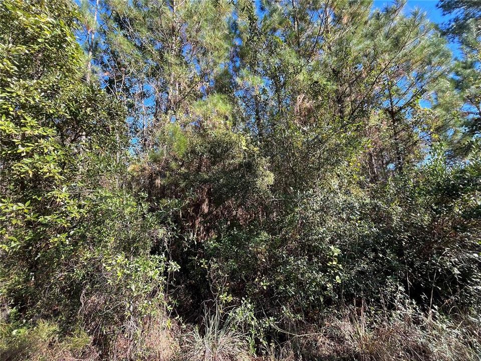 待售: $6,800 (0.23 acres)