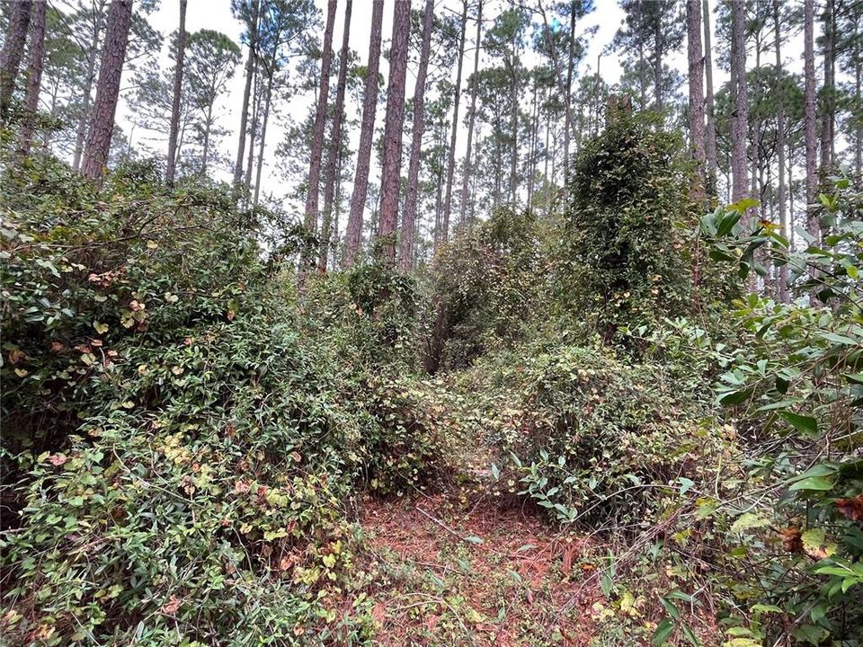 For Sale: $11,800 (0.23 acres)