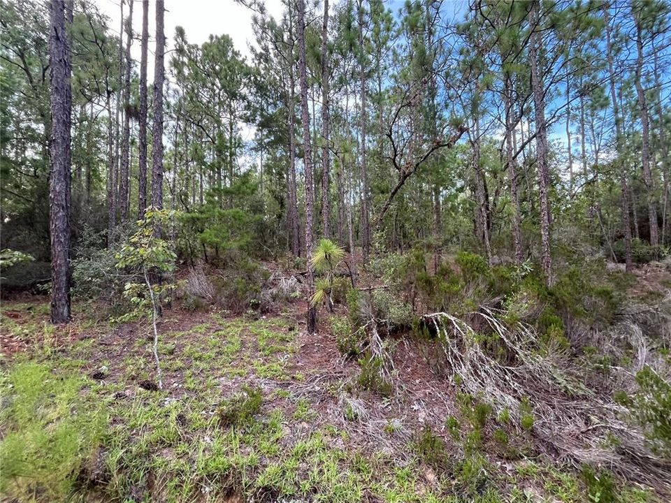 На продажу: $12,100 (0.46 acres)