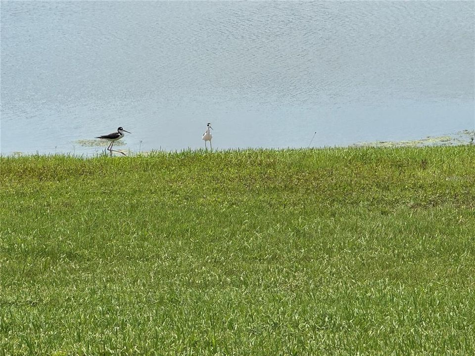 Под контрактом: $3,100 (2 спален, 2 ванн, 1625 Квадратных фут)