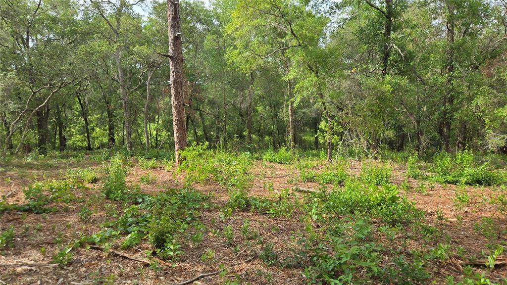 待售: $55,000 (1.00 acres)