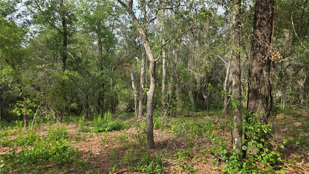 待售: $55,000 (1.00 acres)