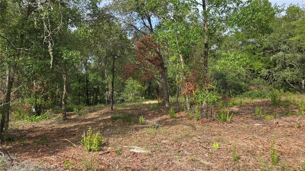 待售: $55,000 (1.17 acres)