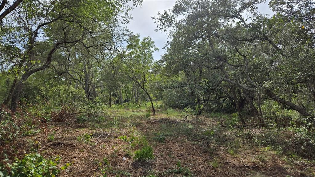 待售: $55,000 (1.17 acres)