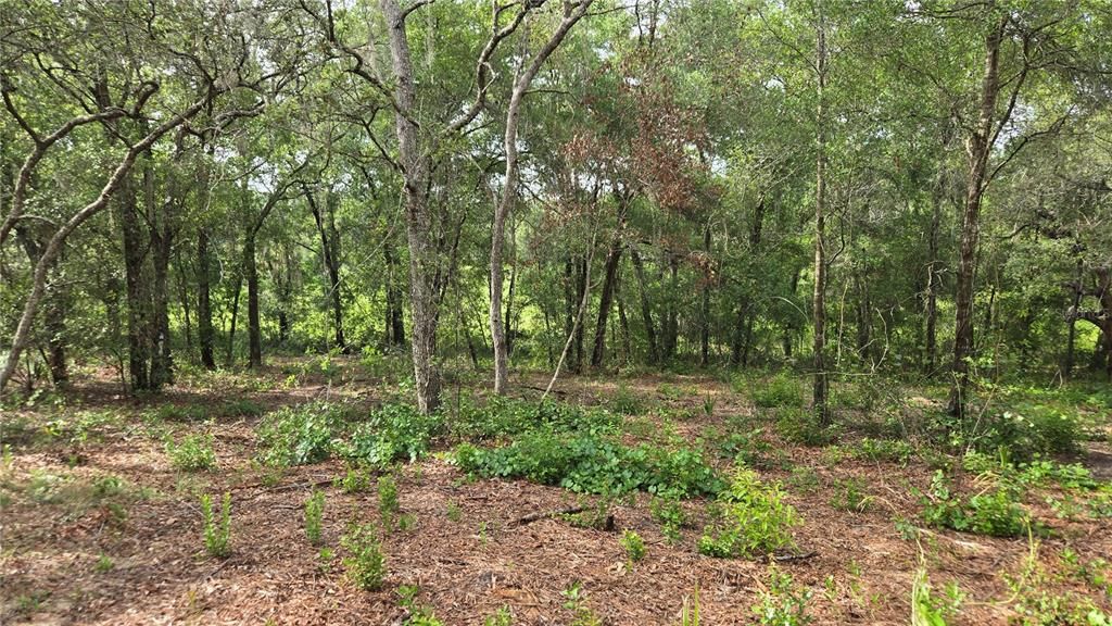 待售: $55,000 (1.17 acres)