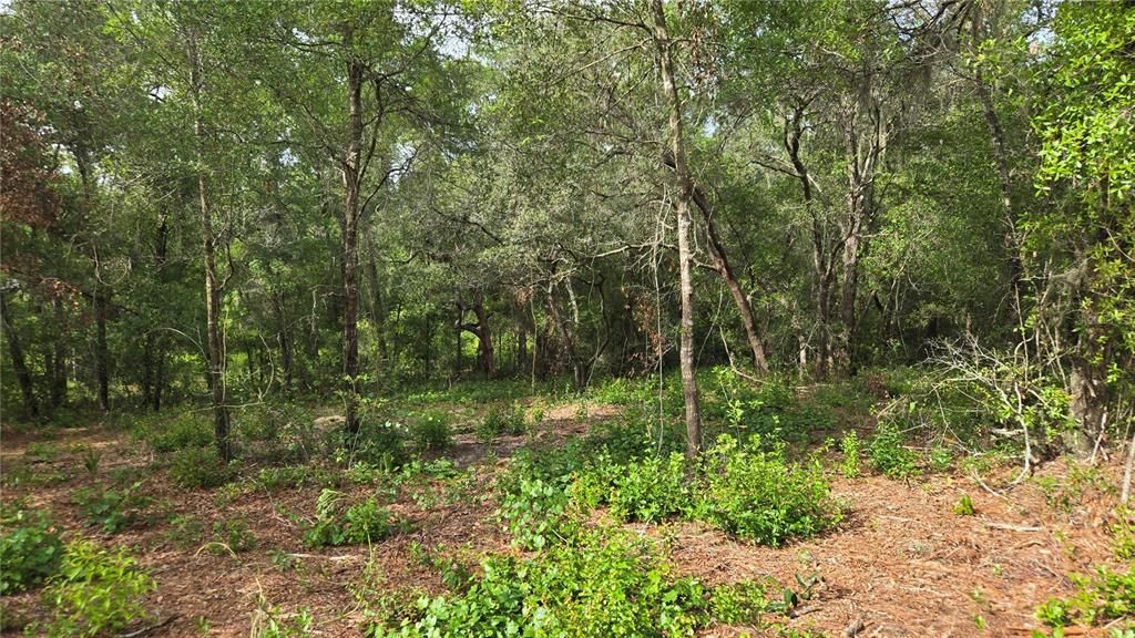 待售: $55,000 (1.17 acres)