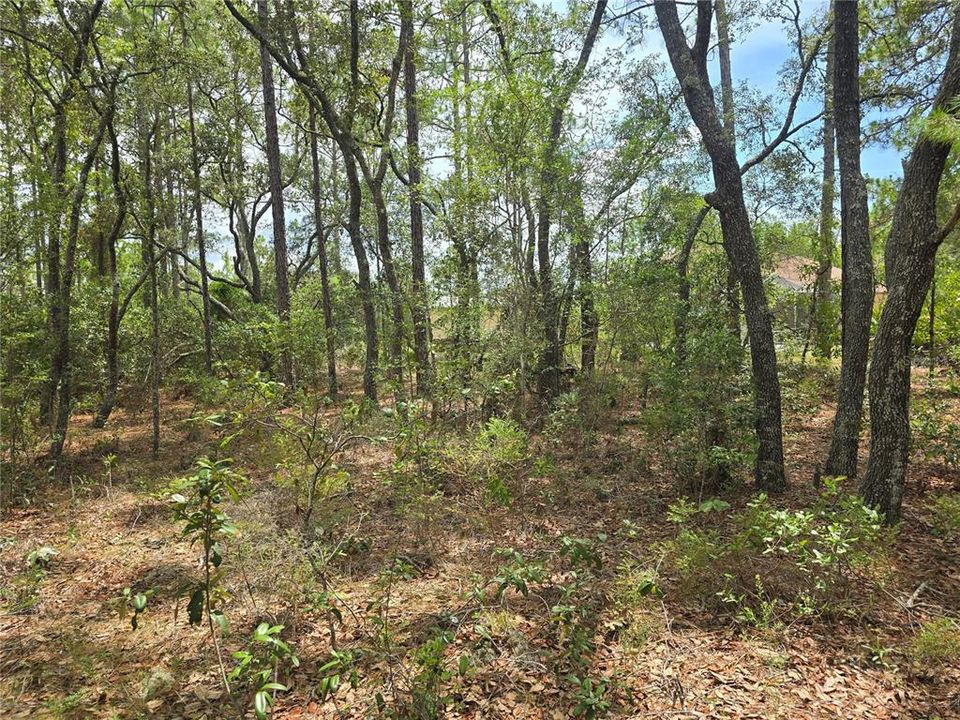 待售: $16,500 (0.22 acres)