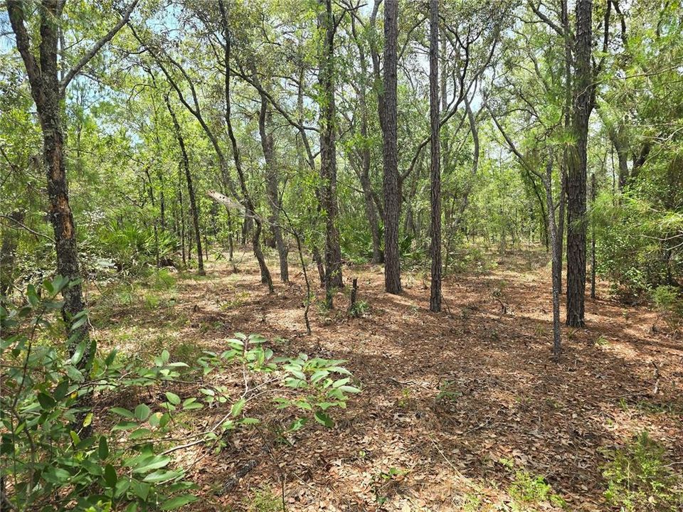 待售: $16,500 (0.22 acres)