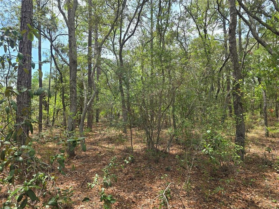 待售: $16,500 (0.22 acres)