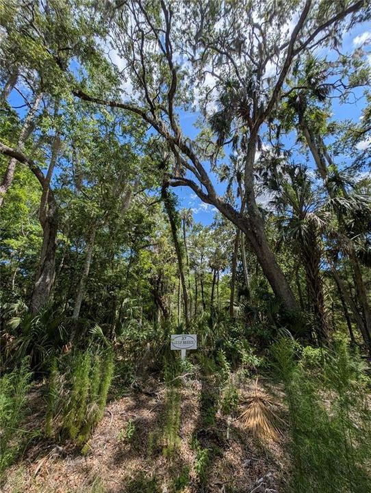 На продажу: $145,000 (1.35 acres)