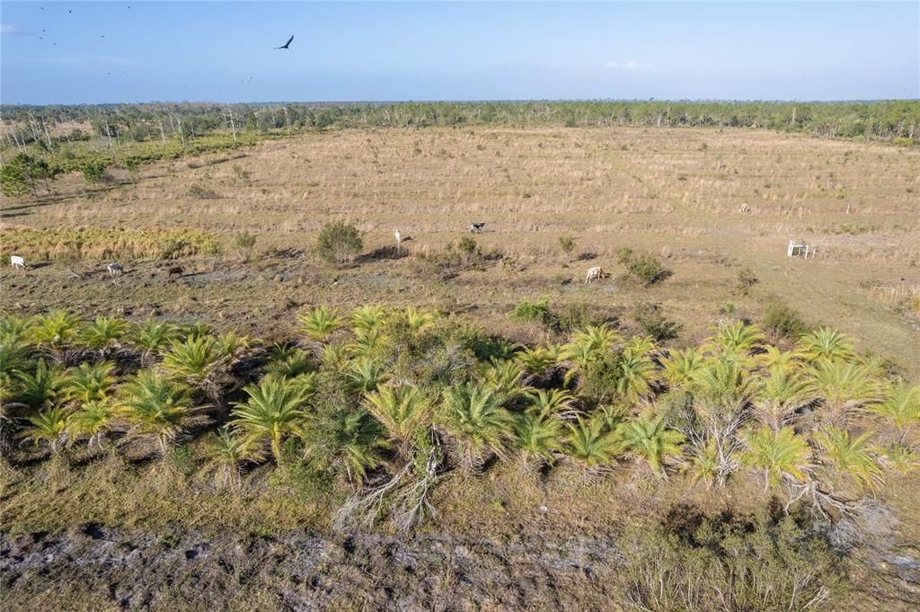 For Sale: $987,000 (21.04 acres)