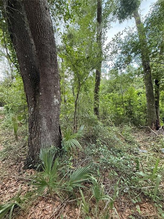 For Sale: $59,900 (1.00 acres)