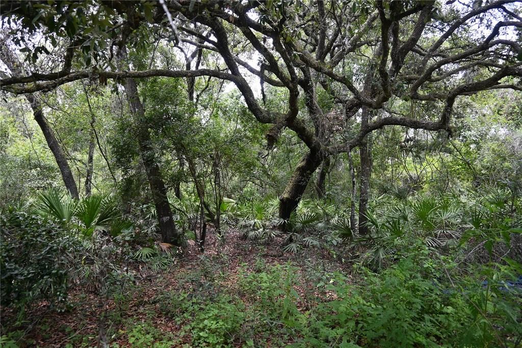 For Sale: $90,000 (1.69 acres)