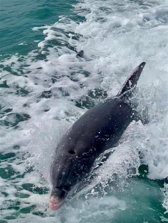 For Sale: $3,000,000 (3 beds, 2 baths, 2315 Square Feet)