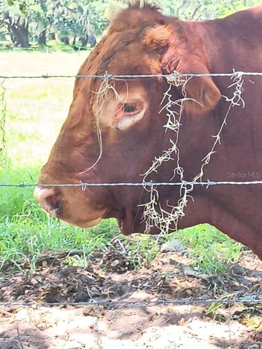 待售: $1,200,000 (32.00 acres)