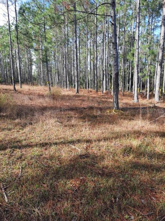En Venta: $255,000 (10.08 acres)