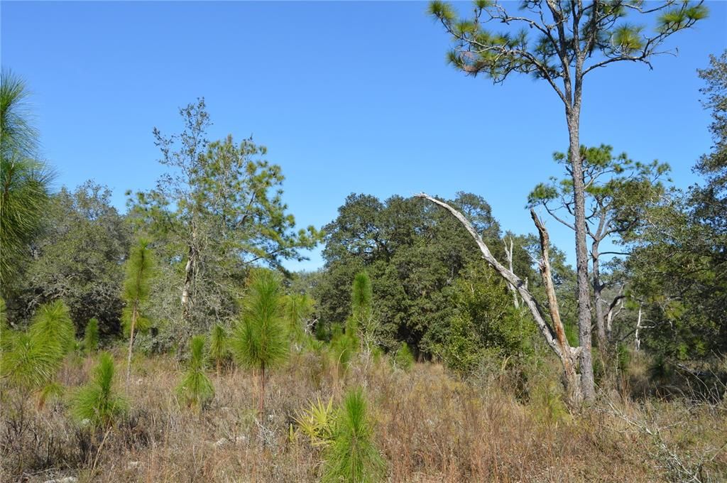 На продажу: $465,000 (20.00 acres)