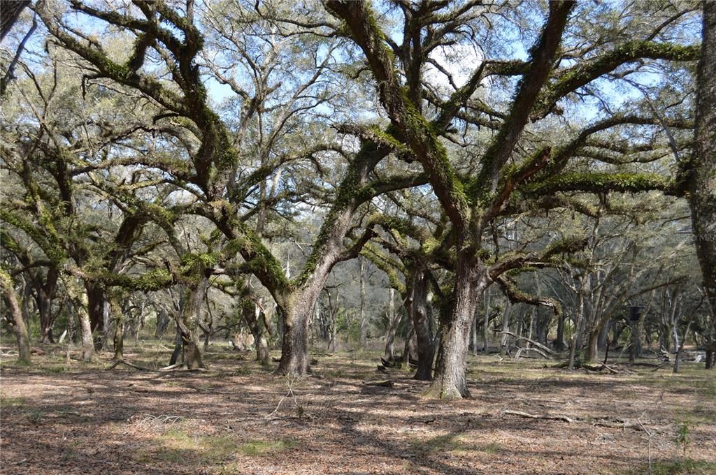 На продажу: $465,000 (20.00 acres)