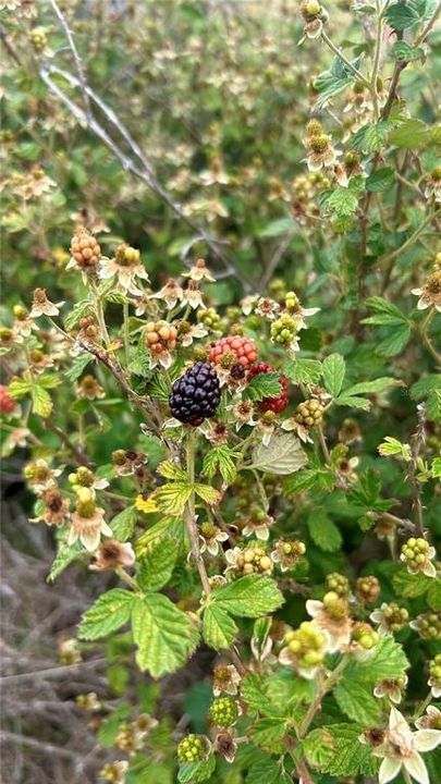 На продажу: $465,000 (20.00 acres)