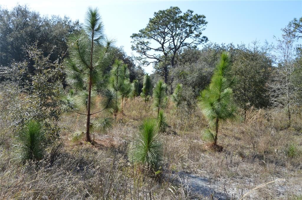 На продажу: $465,000 (20.00 acres)