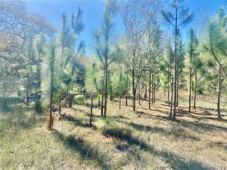 На продажу: $465,000 (20.00 acres)