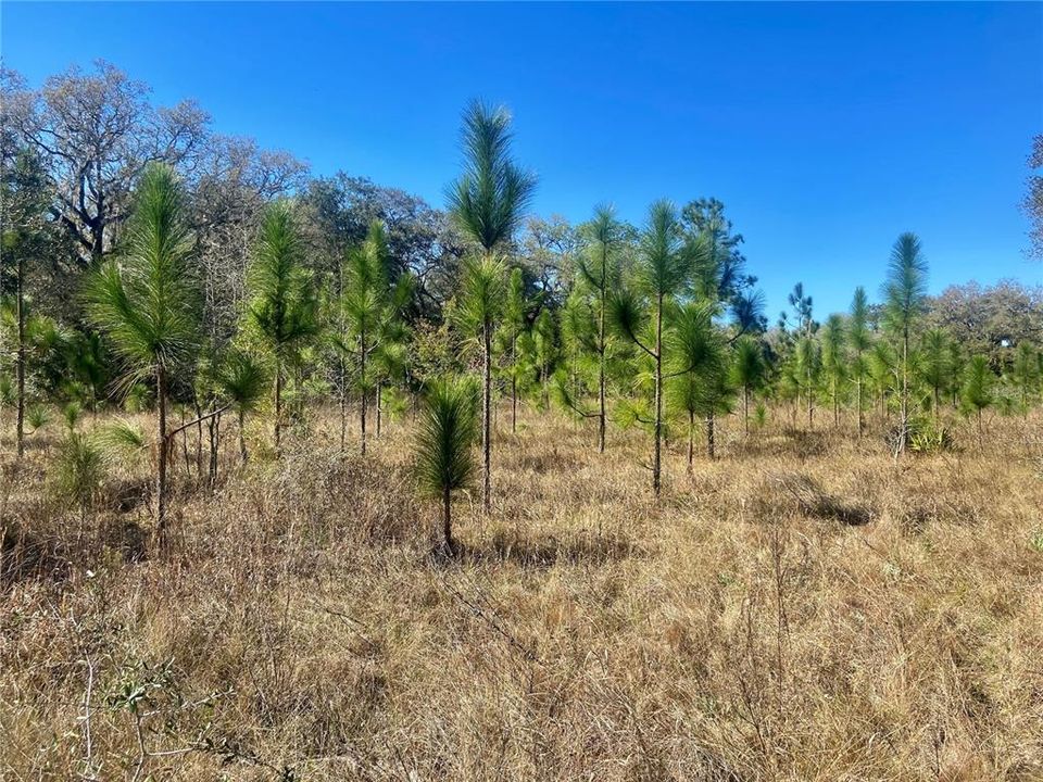 На продажу: $465,000 (20.00 acres)