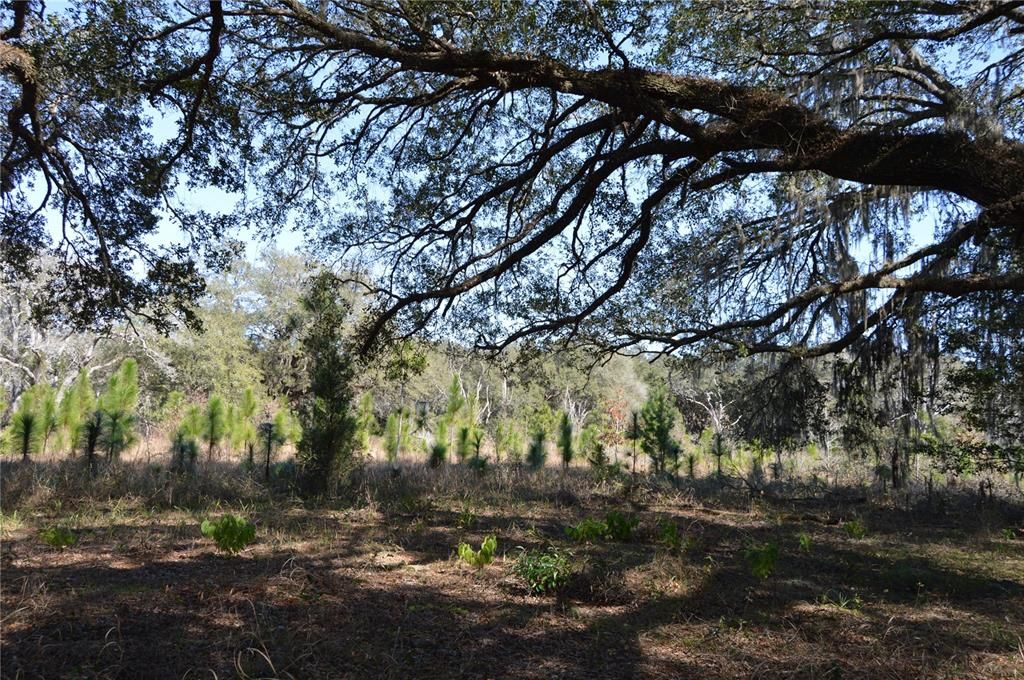 На продажу: $465,000 (20.00 acres)