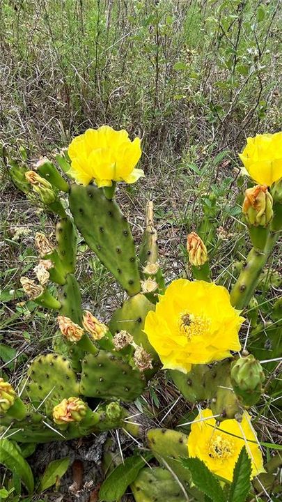 На продажу: $465,000 (20.00 acres)