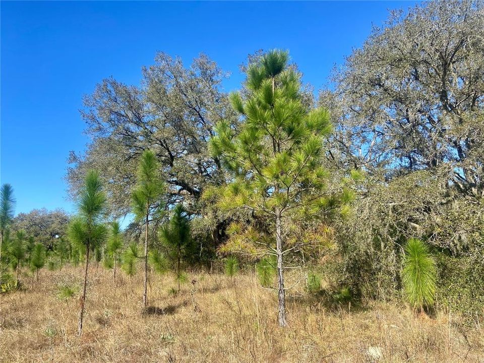 На продажу: $465,000 (20.00 acres)