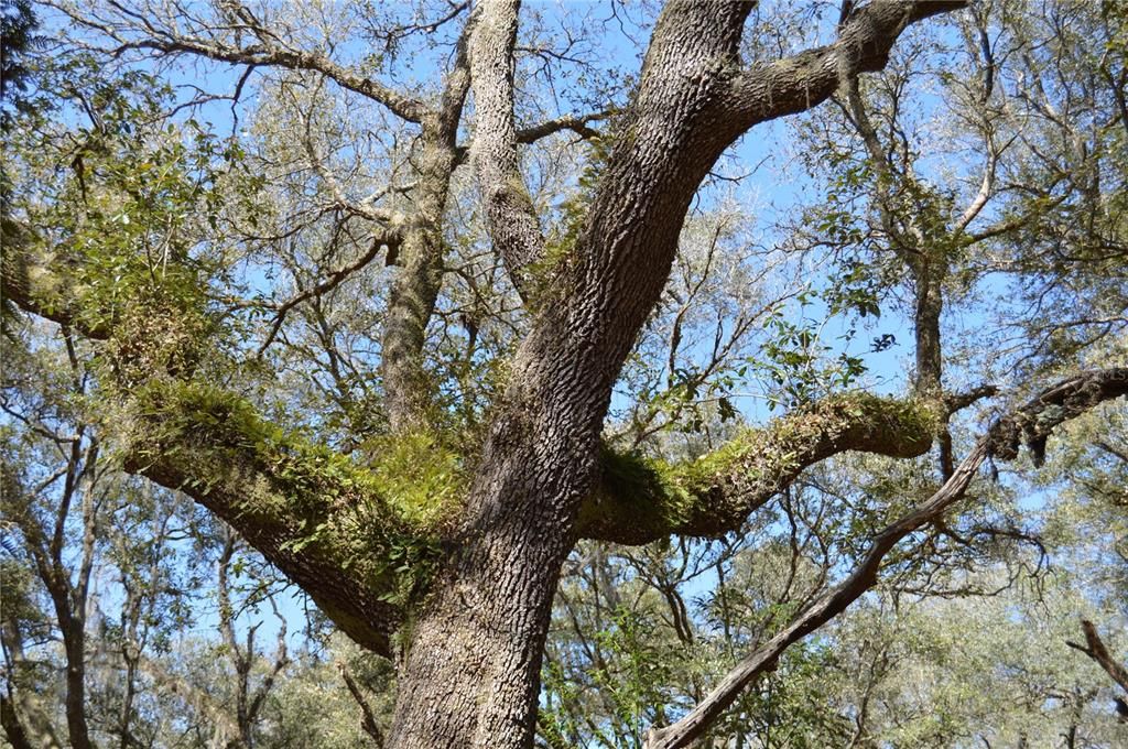 На продажу: $465,000 (20.00 acres)